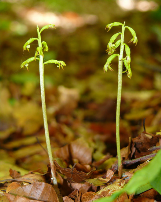 Cypripedium calceolus / Scarpetta di Venere